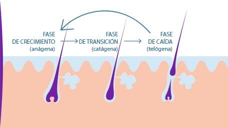 caida-del-cabello-que-hacer-cuando-los-cabellos-se-caen-a-punados-la-caida-de-cabellos-segun-un-ciclo-de-vida-desc-ducray1