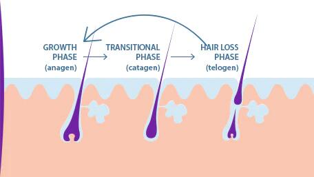 hair-aging_hair-growth-and-loss-phase