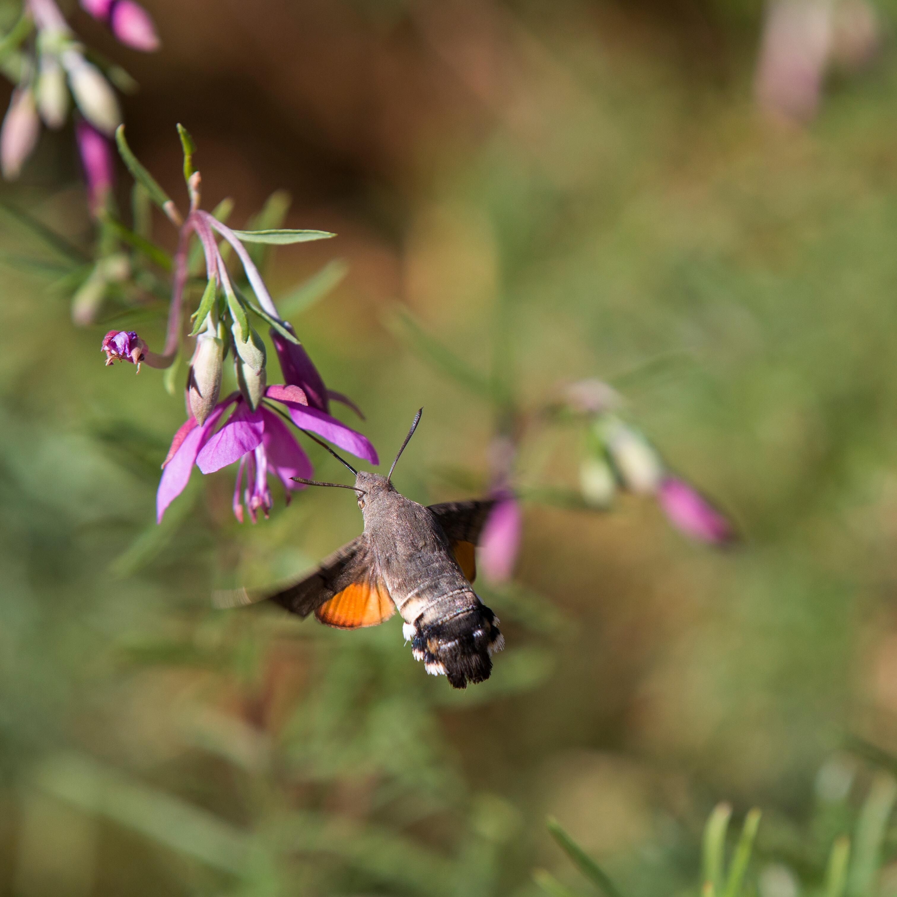 av_instit-biodiversity2-hdrvb-square 577x577