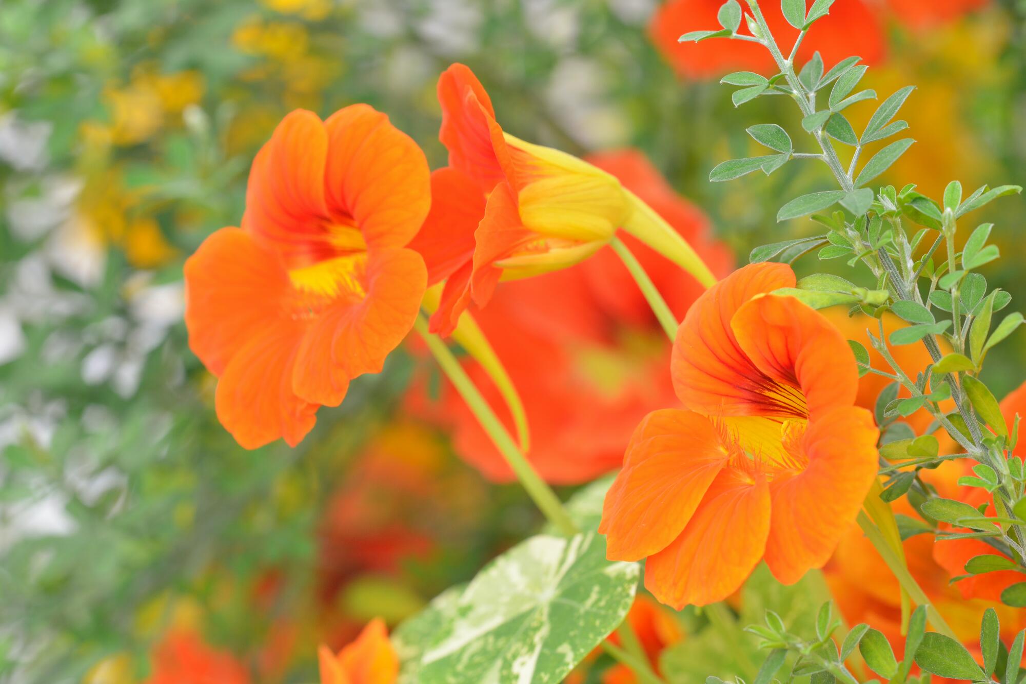 <span class="ezstring-field">kl_brand-website_edito_12 367x460</span>