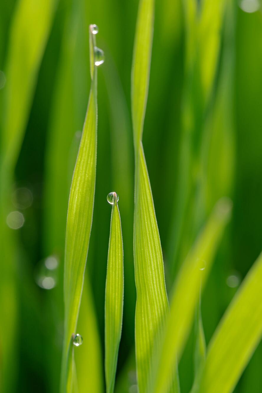 AD_WEBSITE_BRAND-PAGE_GDP-ENGAGEE-NATURE_AVOINE-GOUTELETTES_2021