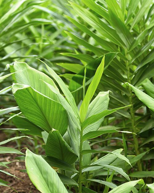 Galangal (alpinia galanga): the anti-dandruff plant