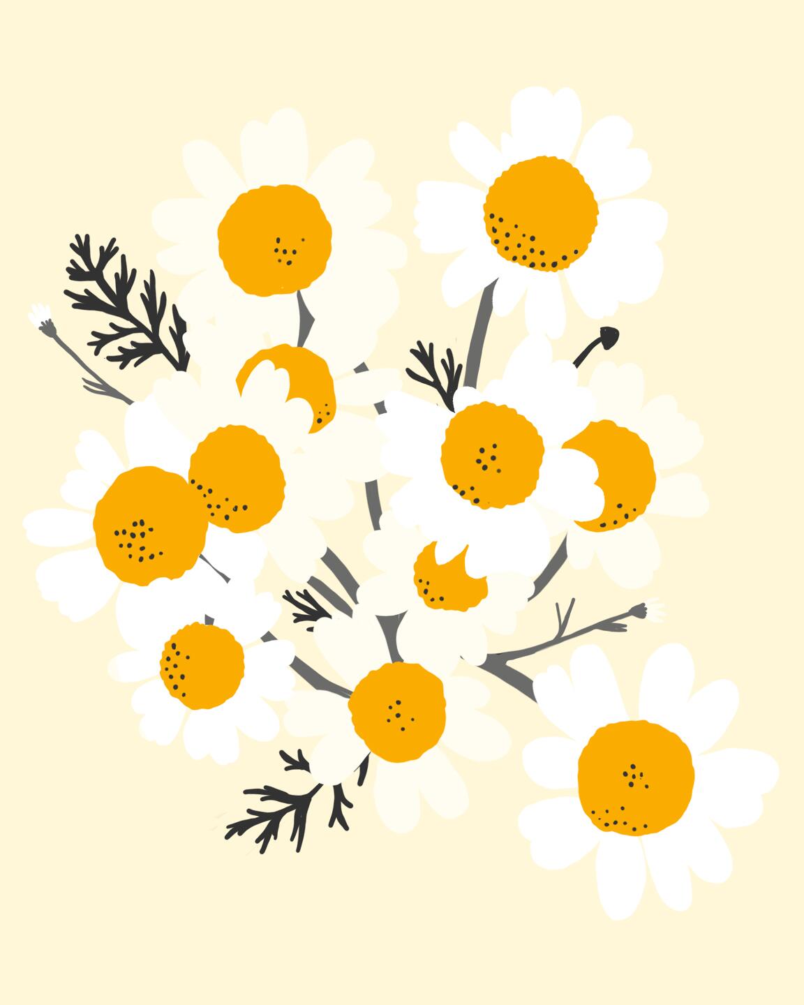 Camomille, la plante apaisante qui éclaircit naturellement nos cheveux