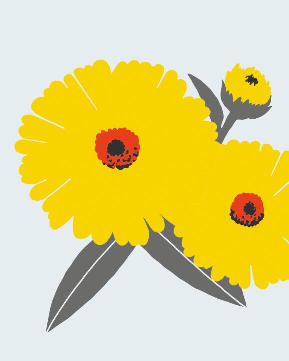 Calendula, die goldene Blume mit der beruhigenden Wirkung