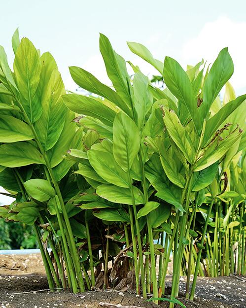 Galangal (alpinia galanga): the anti-dandruff plant