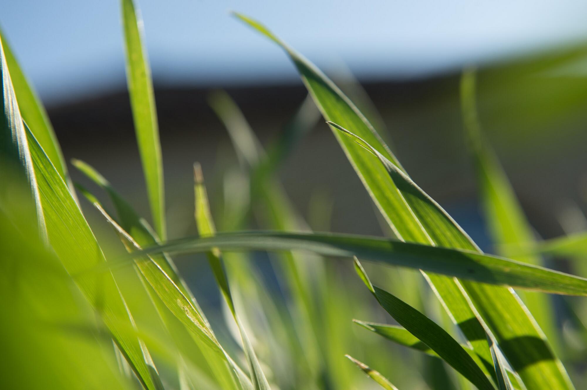 AD_WEBSITE_BRAND-PAGE_DP-HISTOIRE_AVOINE_2021