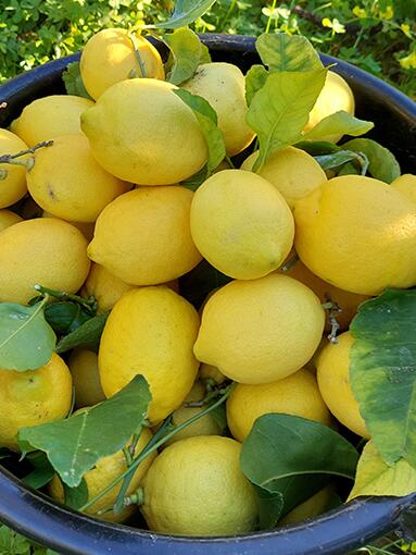 Os nossos compromissos com o óleo essencial de limão bio