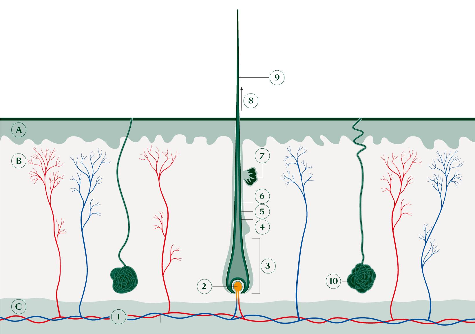 rf-cuir-chevelu_coupe
