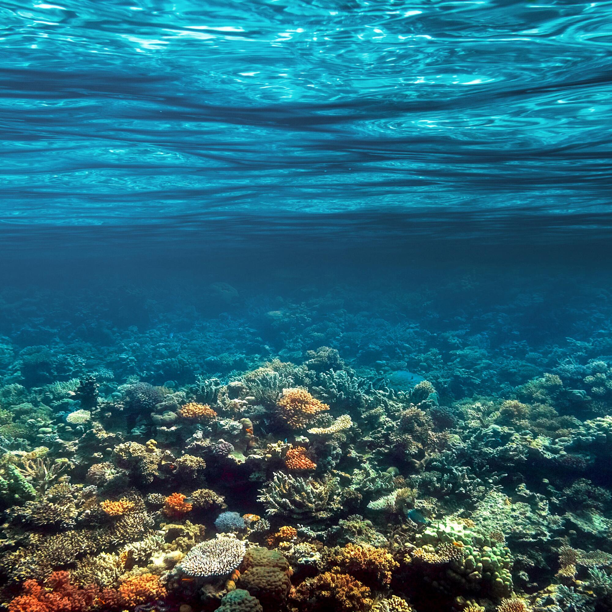 AD_MARINE-ECOSYSTEM_REEF_SQUARE_2025