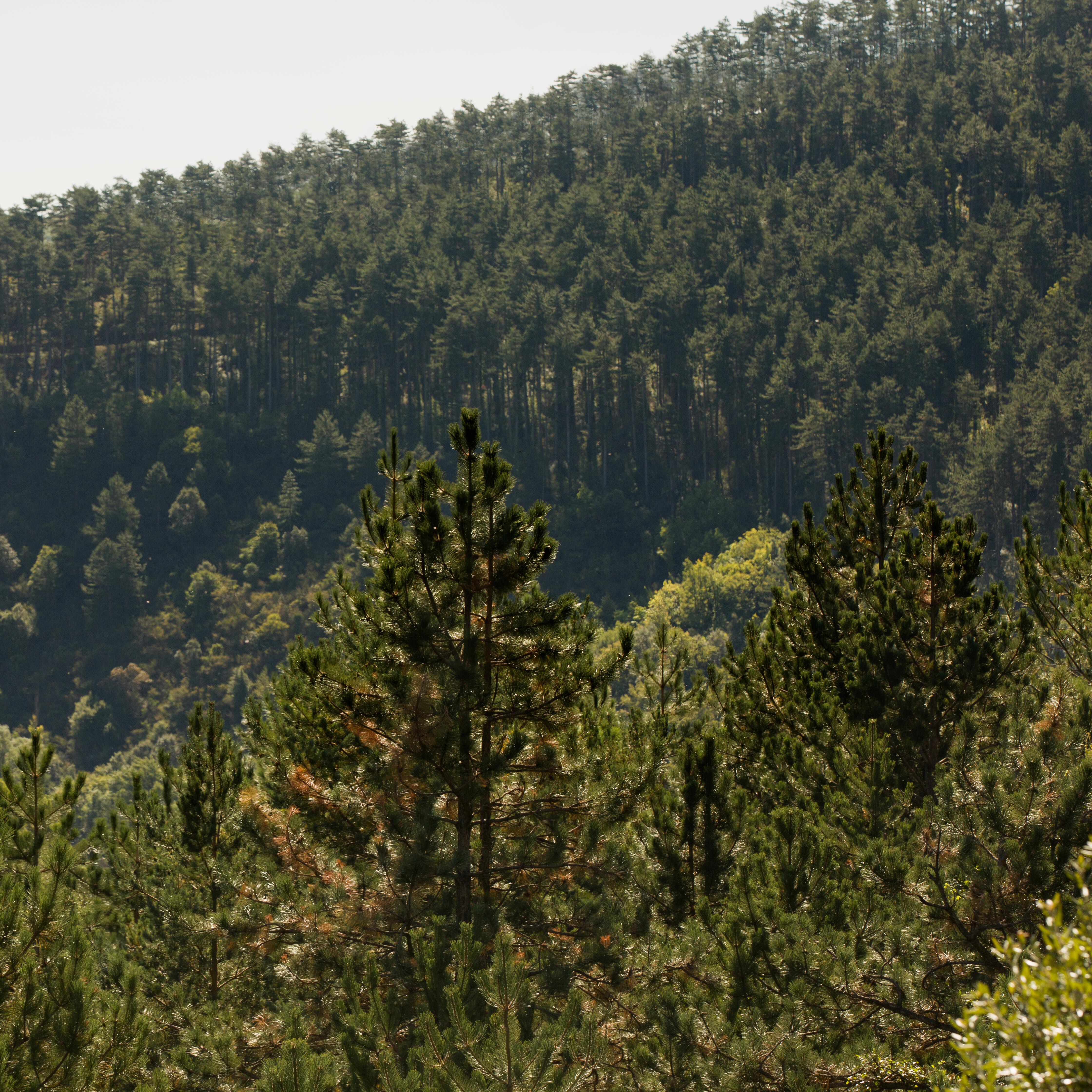 <span class="ezstring-field">av_instit-impluvium-forest-hdrvb-square_368x460</span>