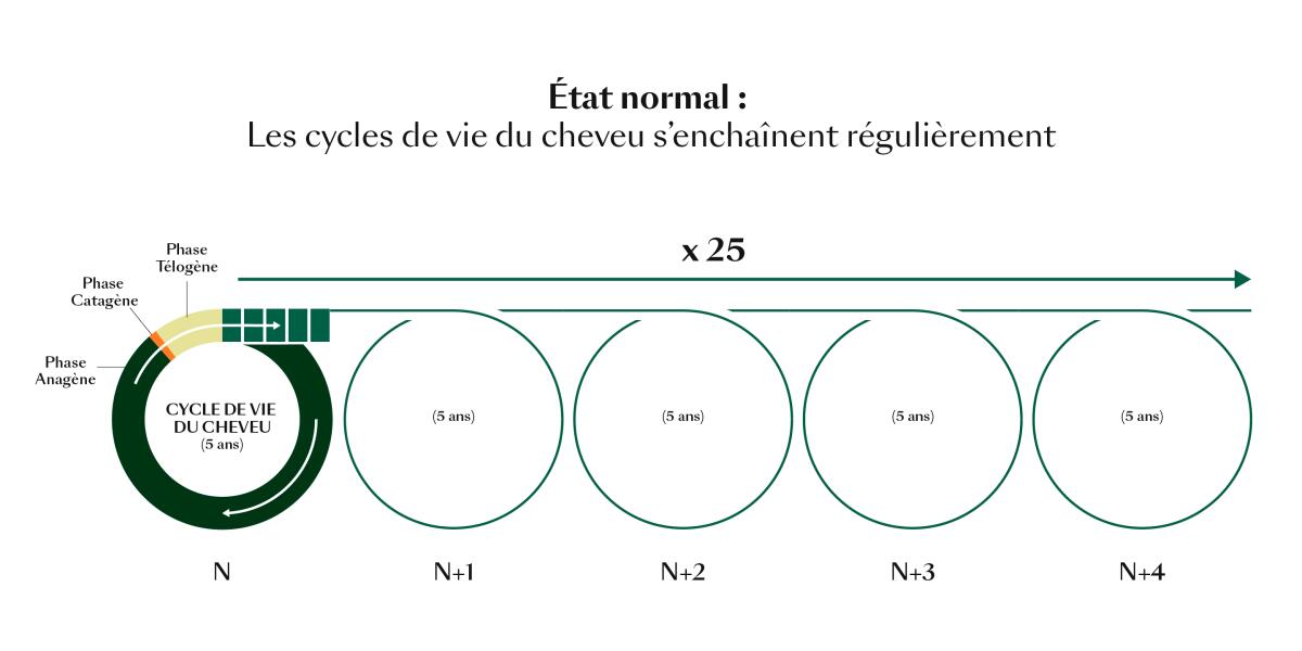 rf-cycle-de-vie-du-cheveu_etat-normal