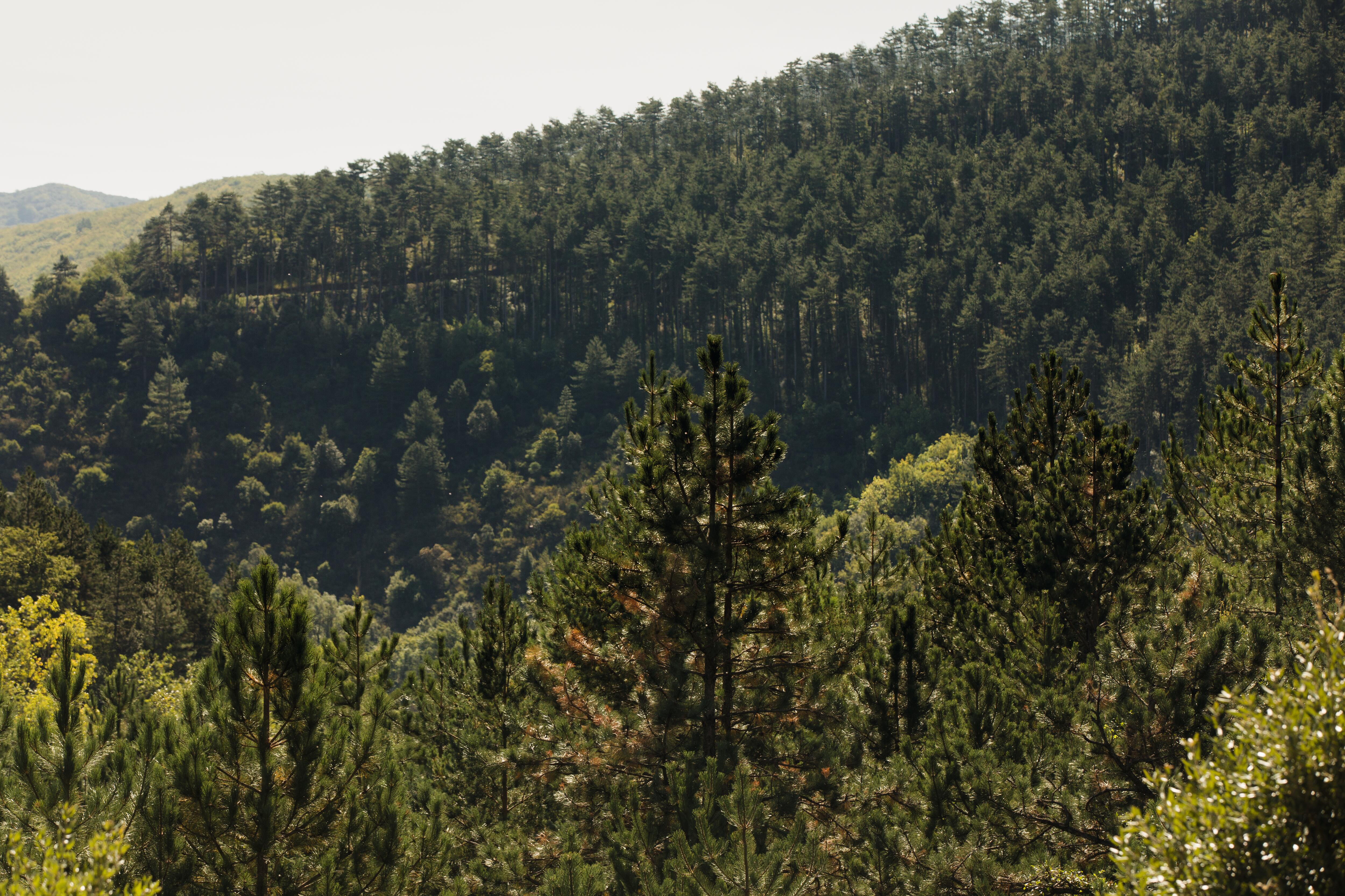 av_instit-impluvium-forest-hd