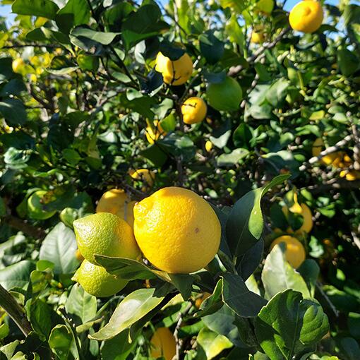 Huile essentielle de citron bio