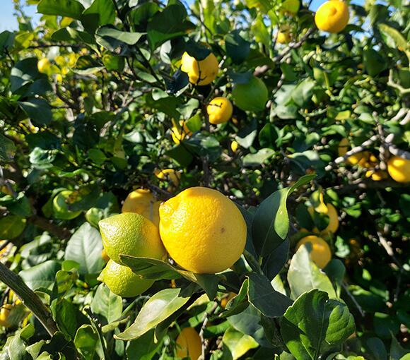Il nostro impegno per l'utilizzo di olio essenziale di limone biologico