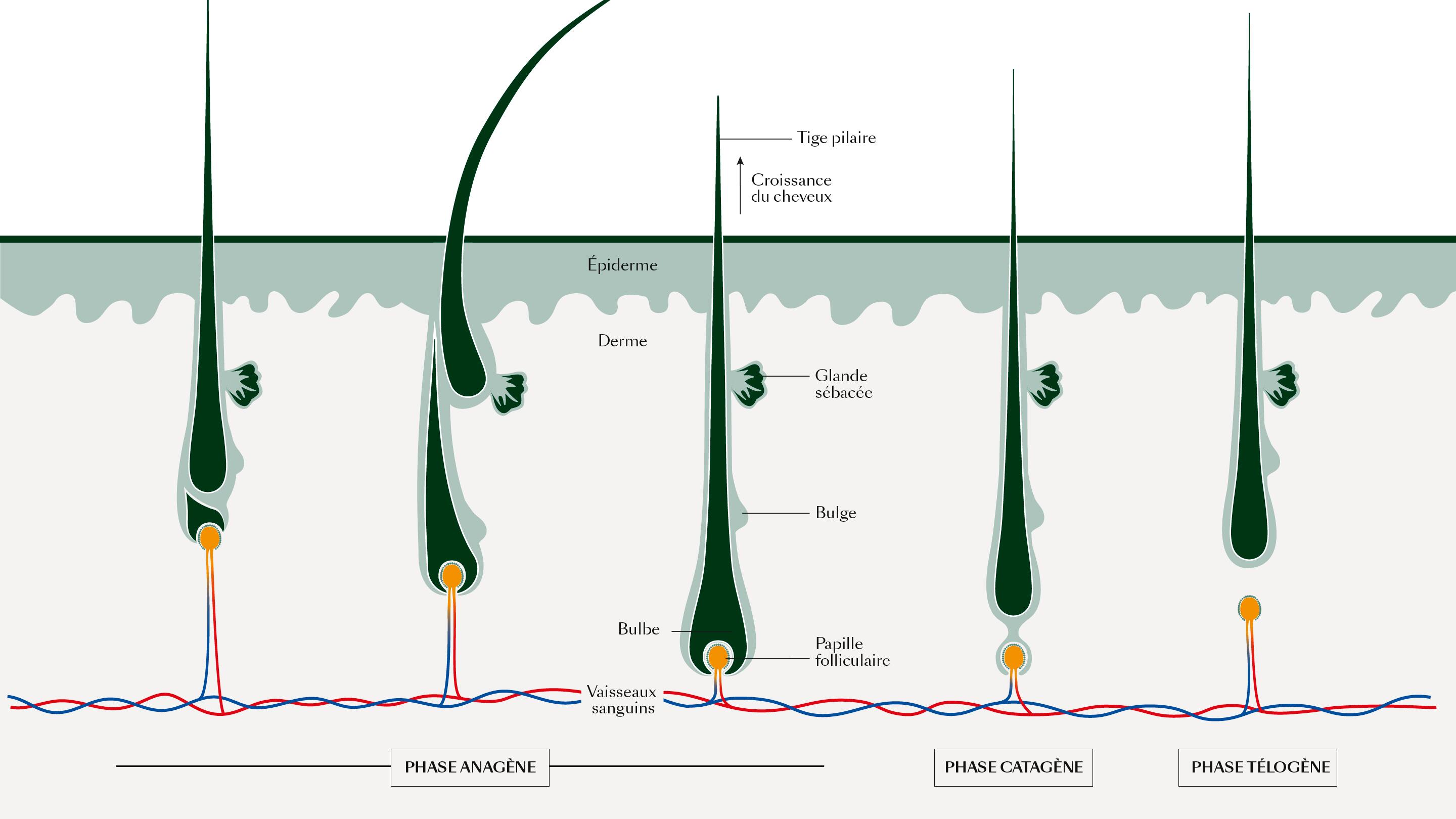 Illustration détaillée cycle du poil