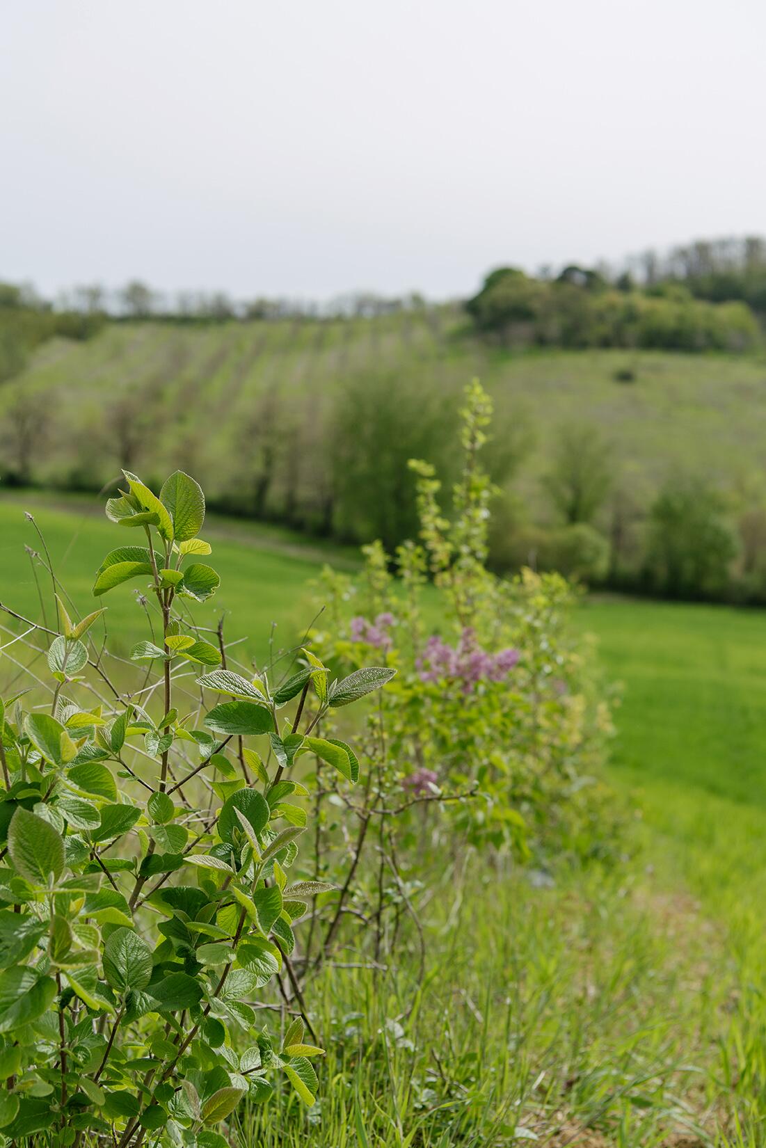 AD_WEBSITE_BRAND-PAGE_GDP-ENGAGEE-NATURE_TAV-FLEURS_2021