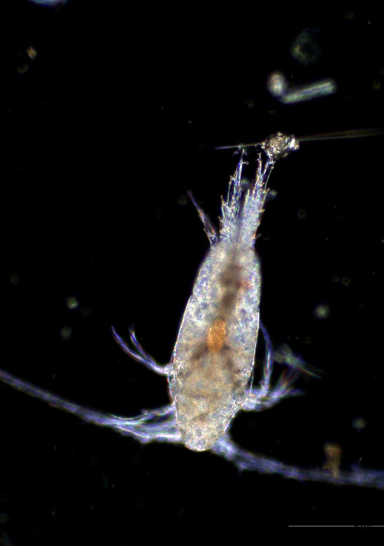 Zooplancton – Artemia salina 