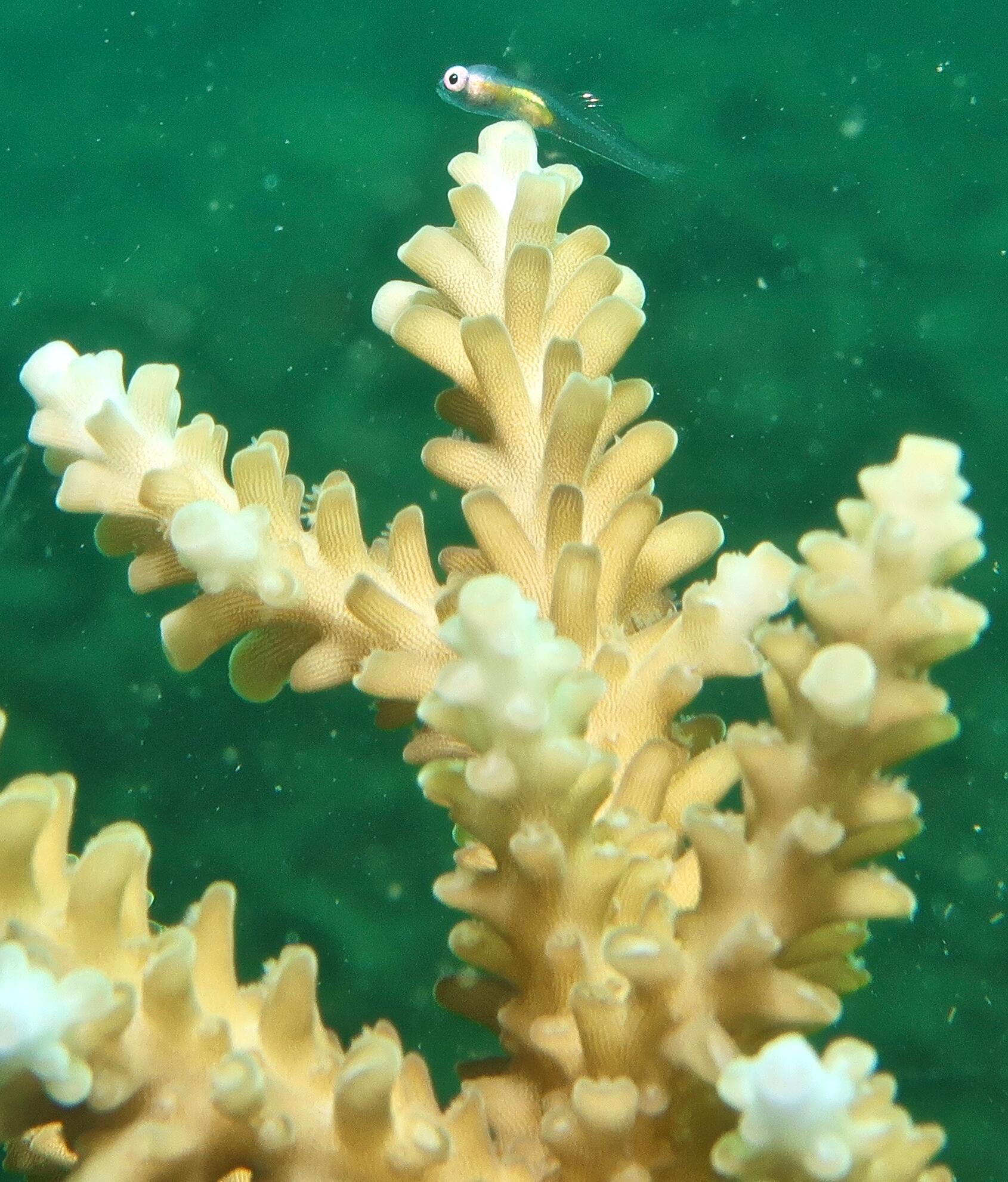 Les algues, trésor pour l'écosystème marin et votre peau !