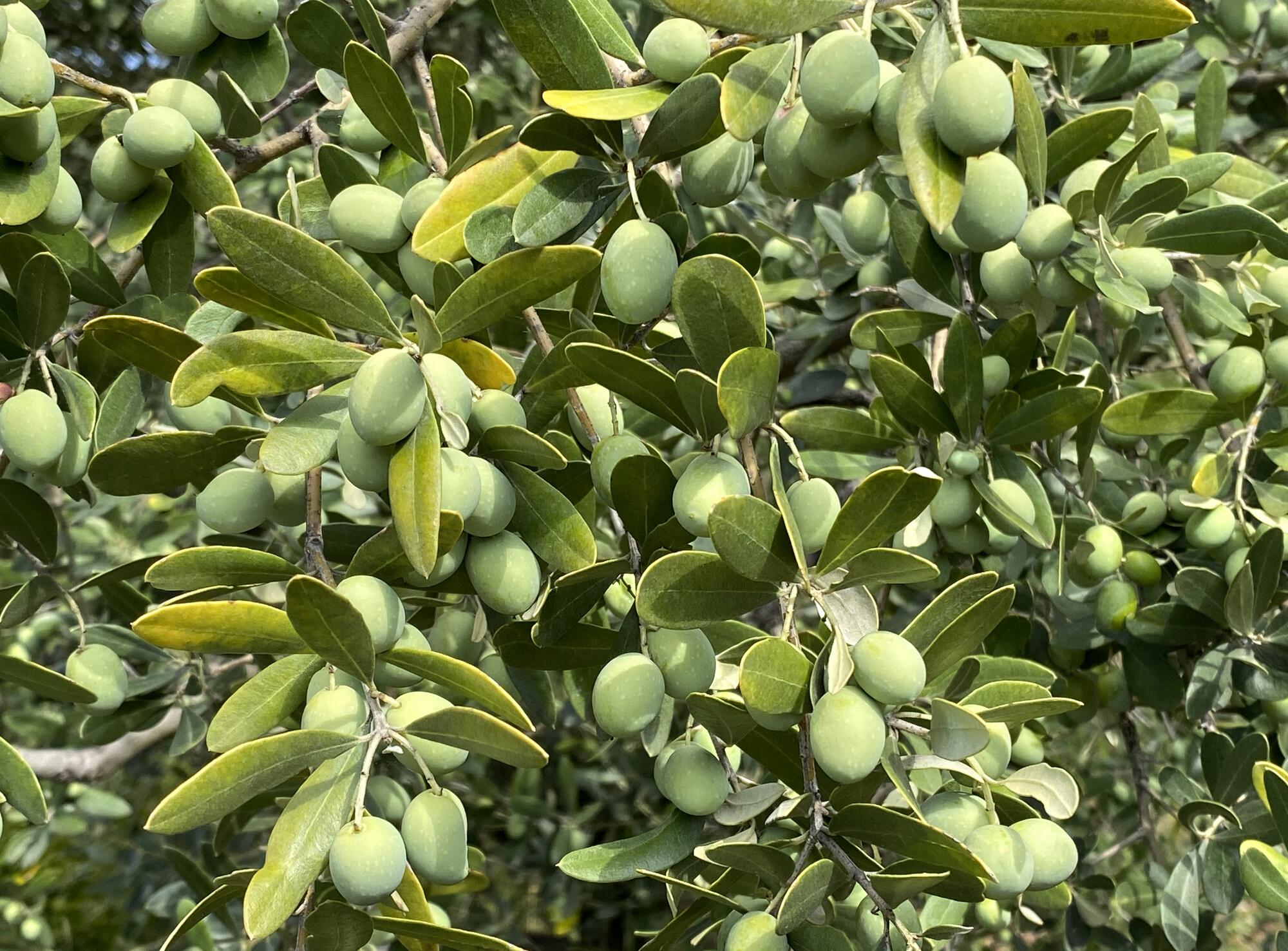 ilex stechpalme Stechpalme (Ilex aquifolium)
