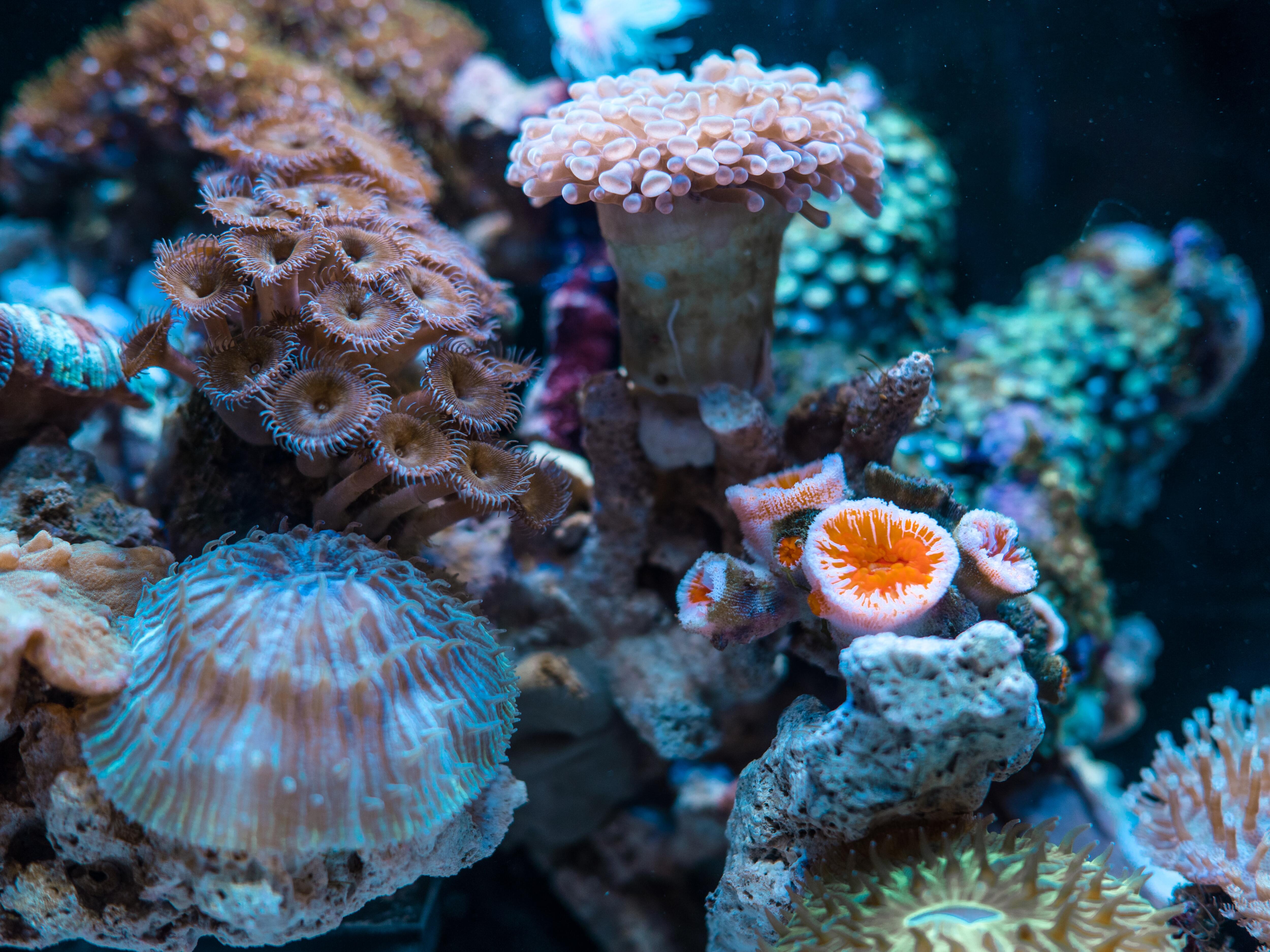 Onze inzet voor het behoud van de oceanen en hun ecosystemen