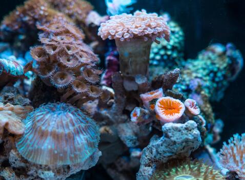 Onze inzet voor het behoud van de oceanen en hun ecosystemen