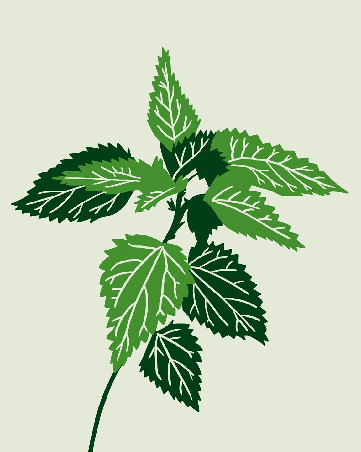 L’ortie, l’alliée insoupçonnée des cheveux gras