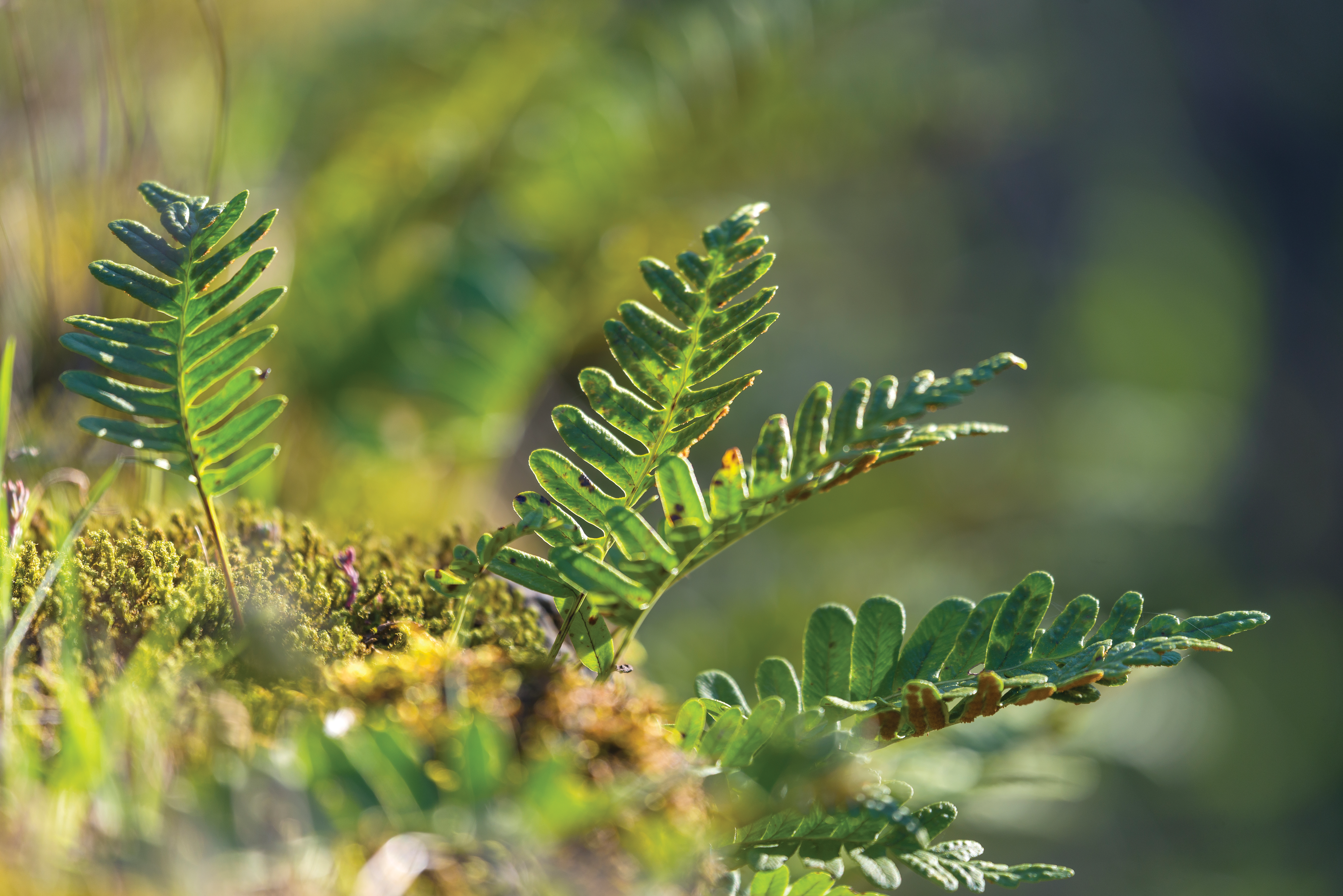 <span class="ezstring-field">AV_instit_environnement_avene3©studiochevojon_368x460</span>