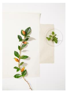 Extract van gardeniavruchten