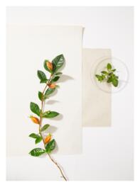 Extracto-de-fruta-de-Gardenia