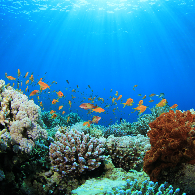 Compromisso de regeneração dos ecossistemas marinhos