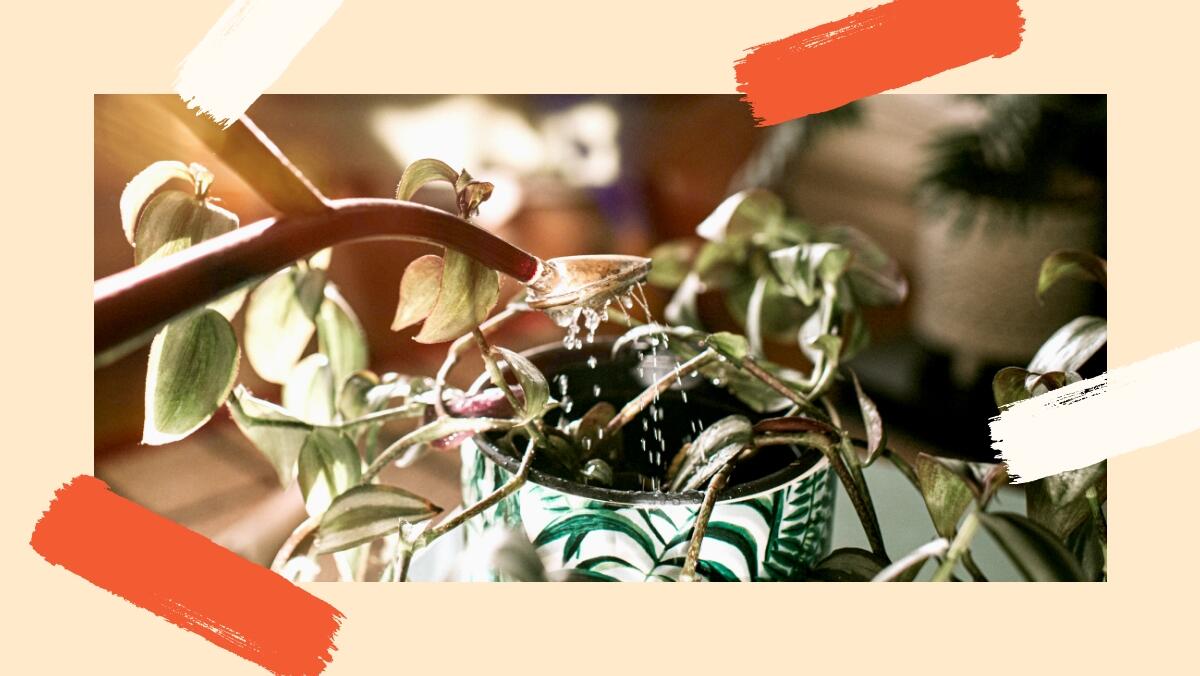 kl_mag_lets-do-it_hanging-plant_visual_result_FR