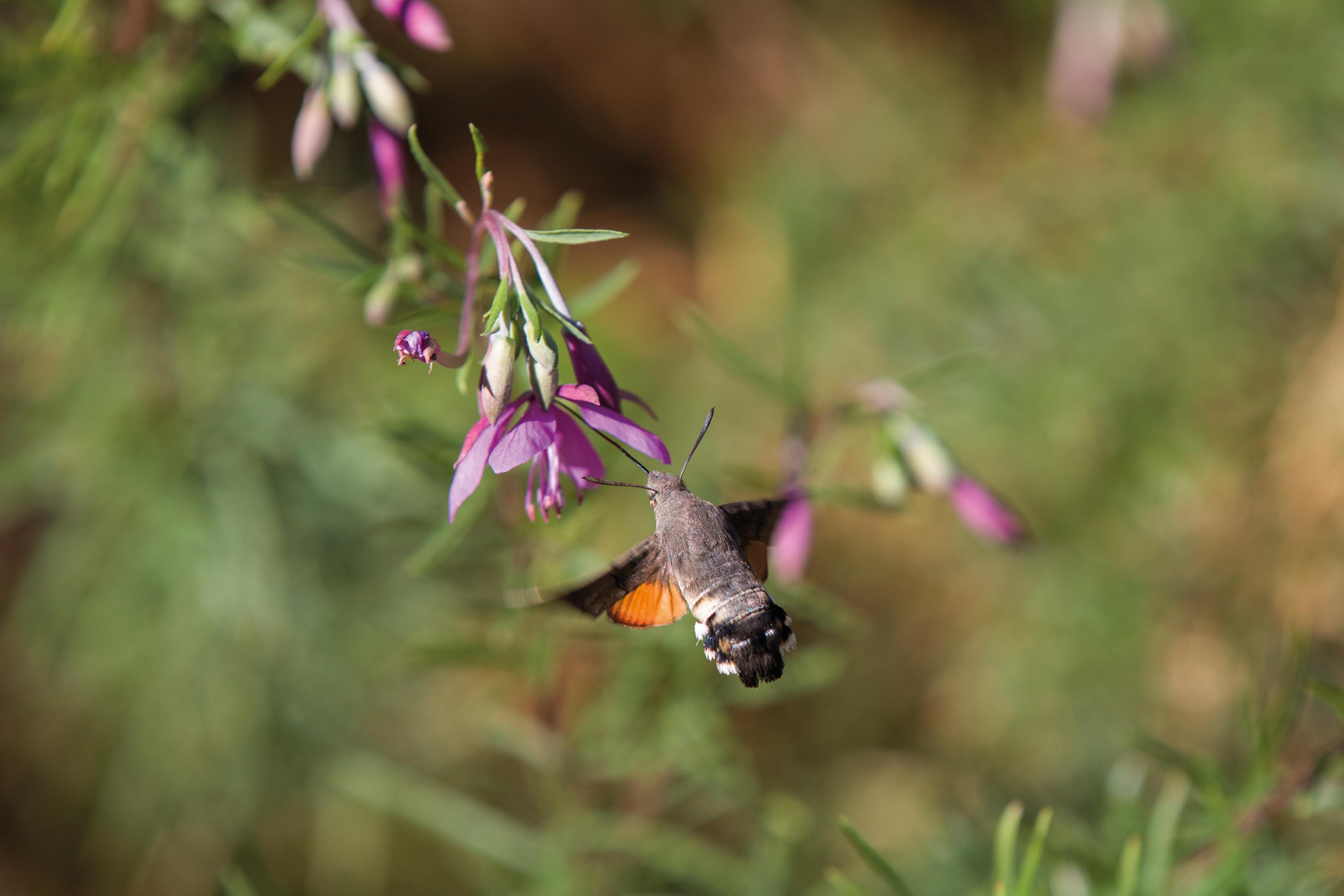 AV_instit-biodiversity2-hd