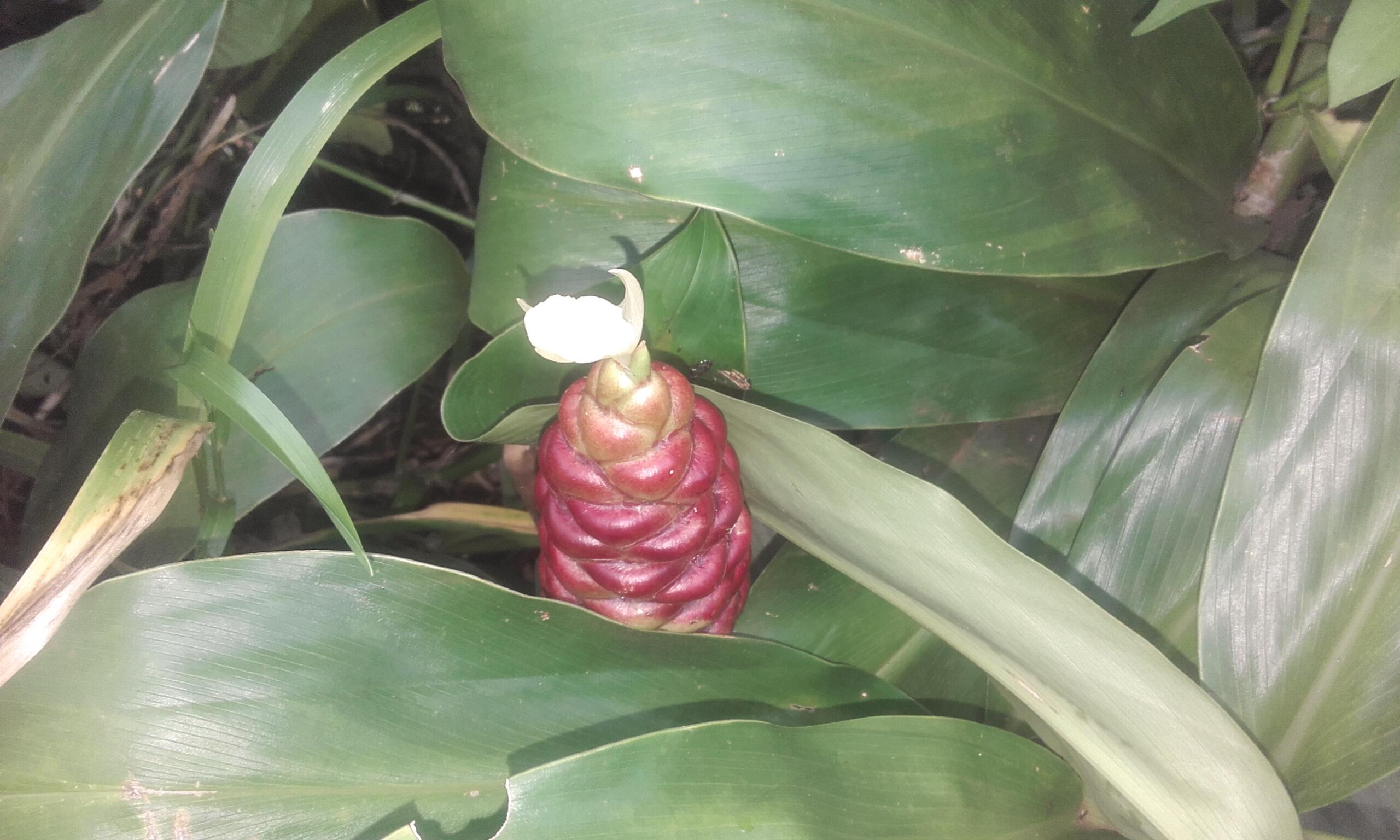 rf_filière_gingembre-sauvage_plant