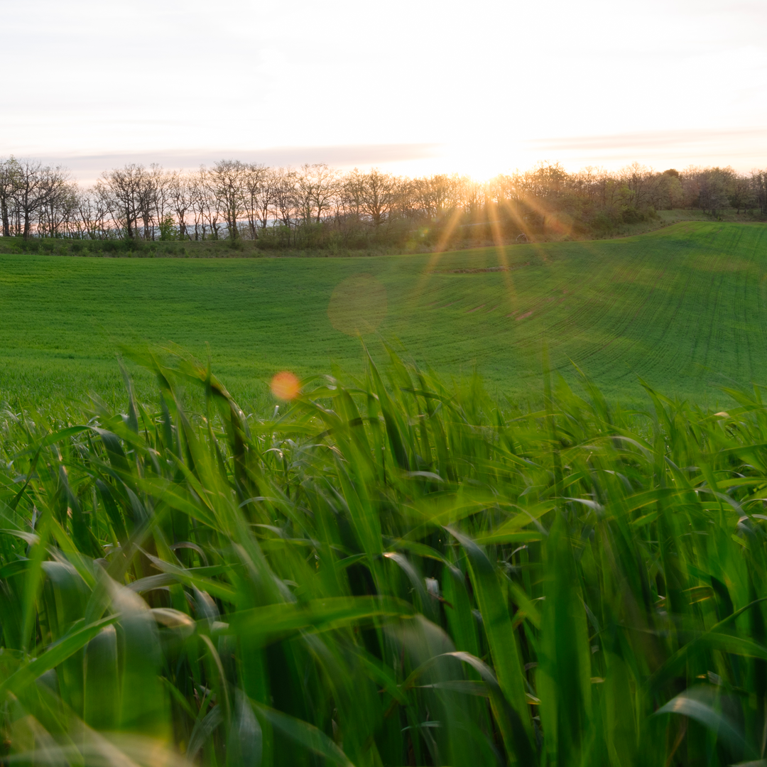 AD_WEBSITE_BRAND-PAGE_GDP-ENGAGEE-NATURE_CHAMP-PLANTULES-SOLEIL_2021