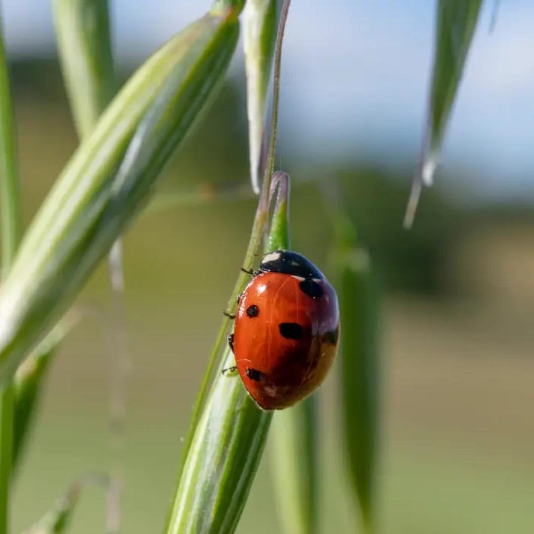 AD_IG-FB_OAT---NATURALNESS_OAT_PLANT-COVER_POST_2022