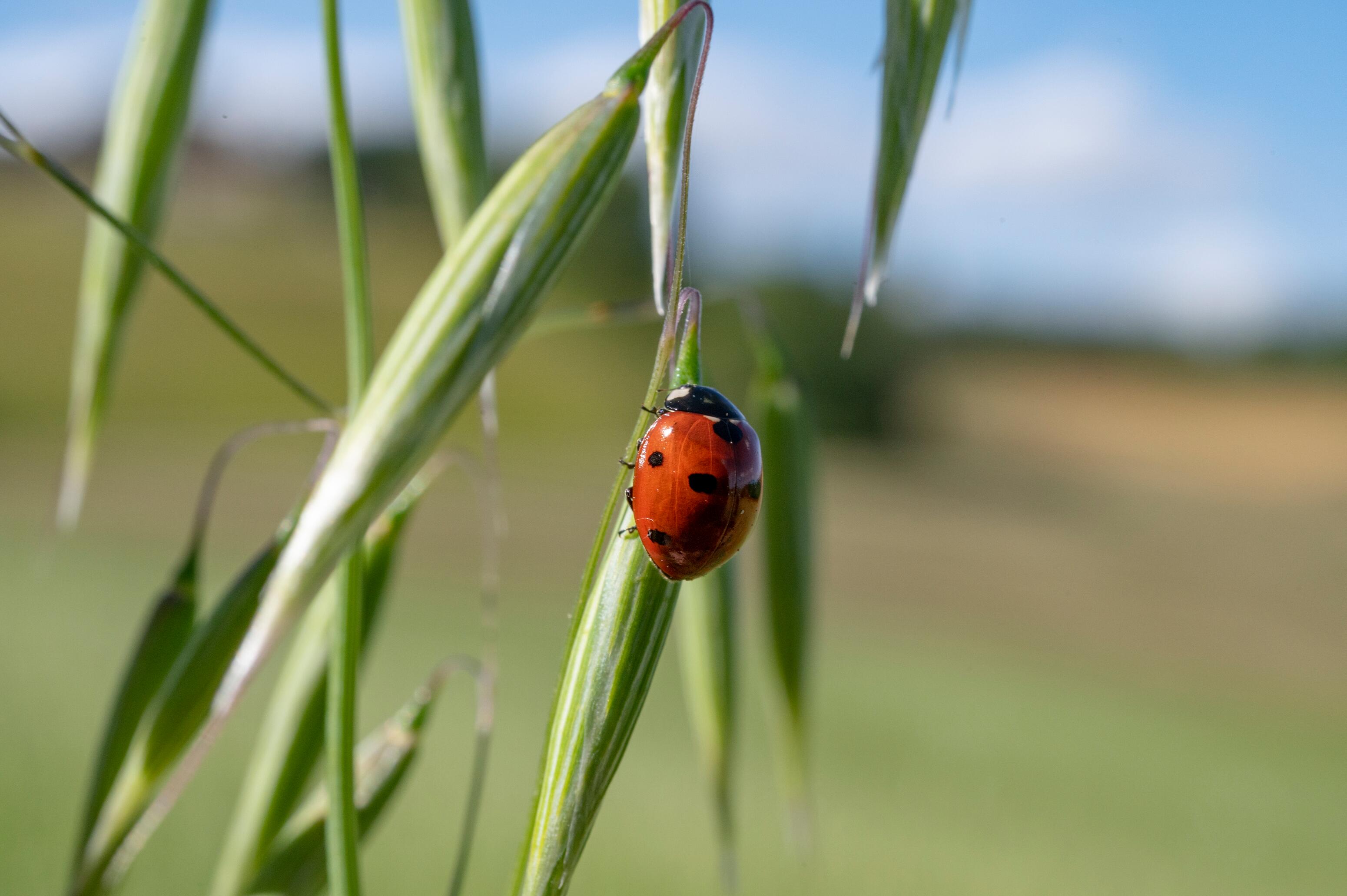 AD_WEBSITE_BRAND-PAGE_GDP-ENGAGEE-NATURE_COCINELLE_2021