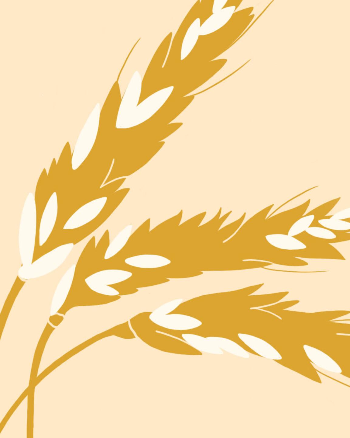 Les fabuleux pouvoirs du blé