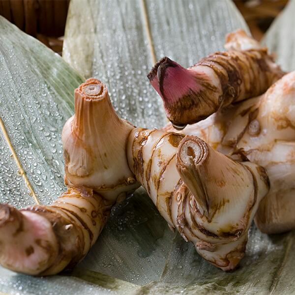 kl_semantic-cocoon_expert-file_dandruff-decoding_1