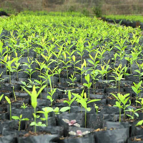 kl_cocon_page-gamme_galanga_visuel-2