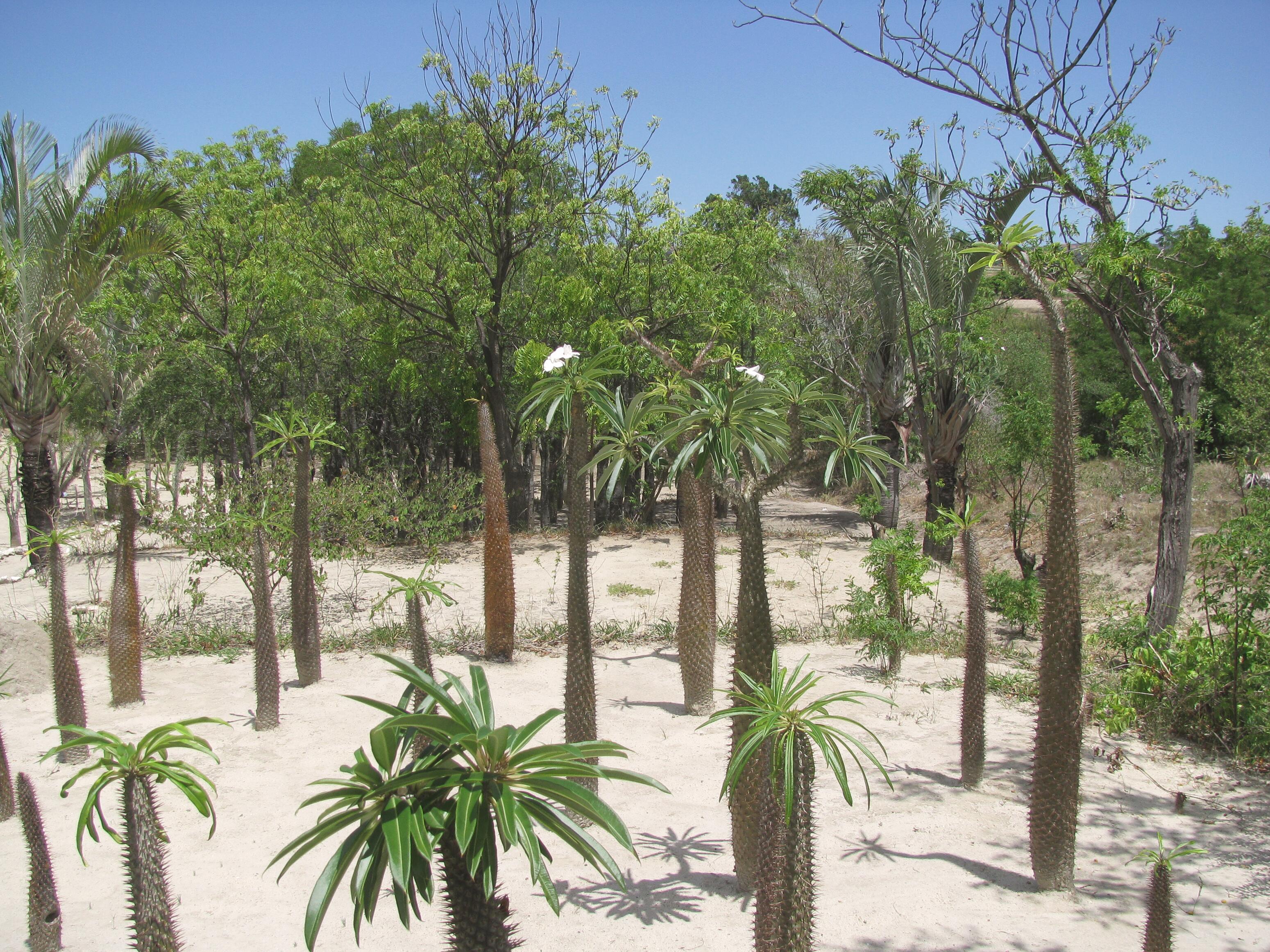 rf_filière_gingembre-sauvage_reforestation