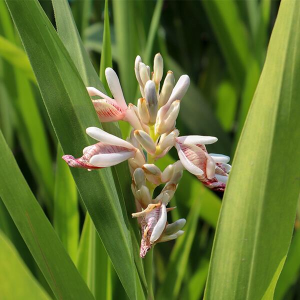 kl_semantic-cocoon_expert-file_dandruff-decoding_1