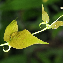 Peruaanse-slingerplant