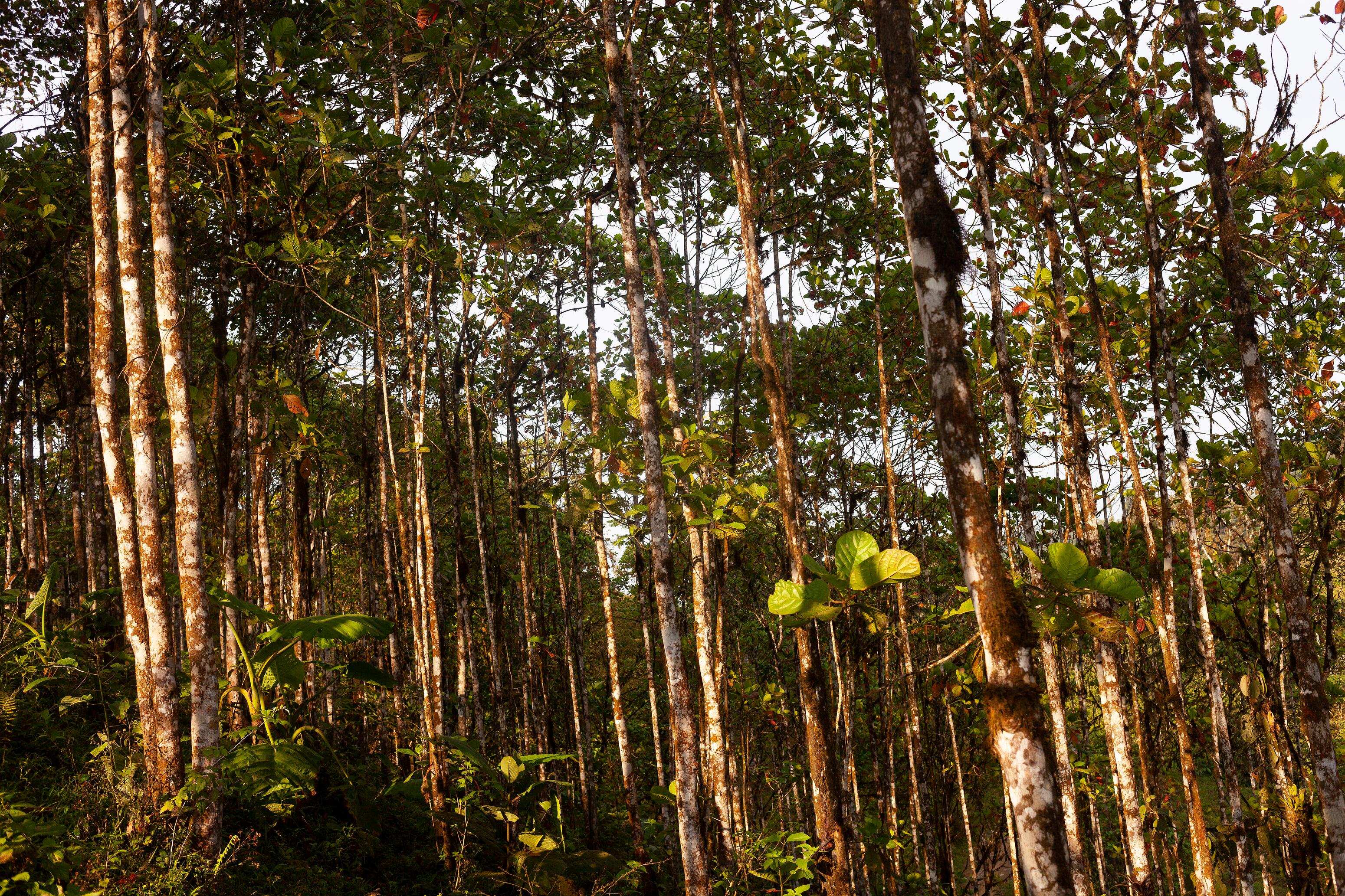 kl_quinine_hair_picture_forest_2_2020