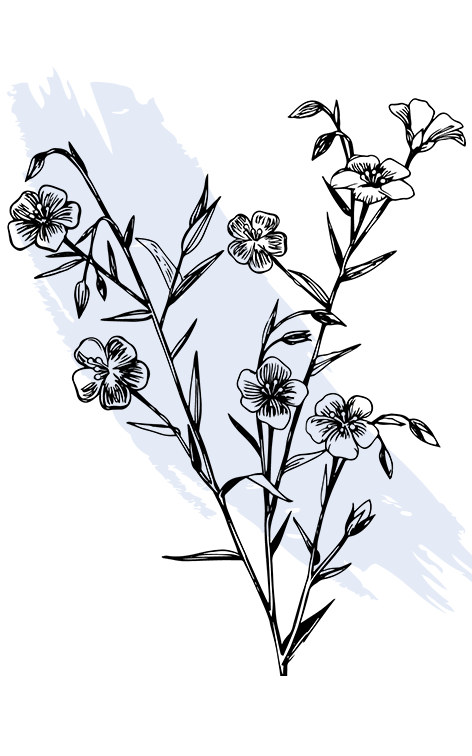 kl_flax_active-ingredient_engraving_756x472px