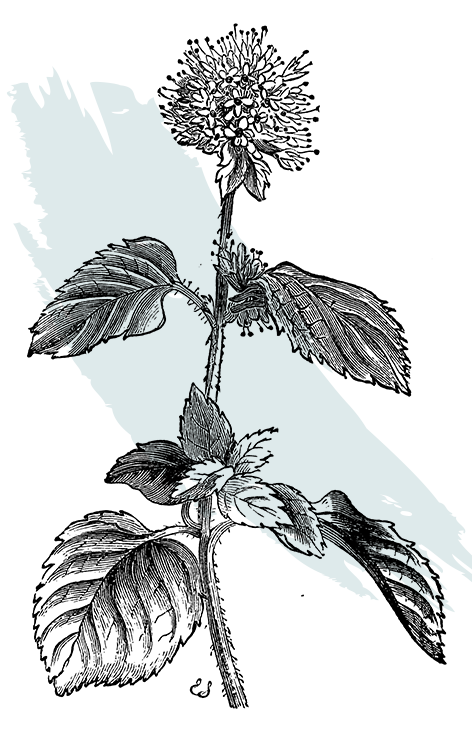 kl_aquatic-mint_active-ingredient_engraving_756x472px