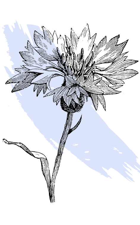 kl_cornflower_active-ingredient_engraving_756x472px