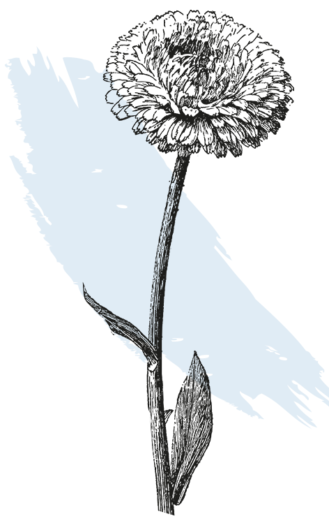 kl_calendula_active-ingredient_engraving_756x472px