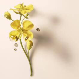 Olio-di-Camelina-bio