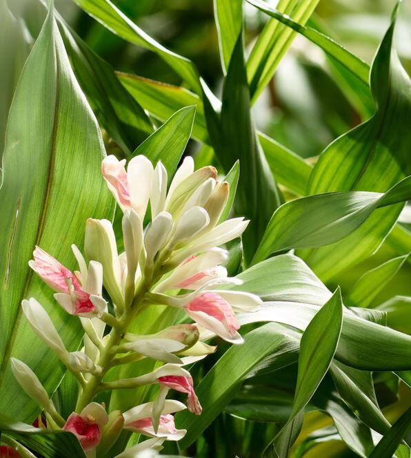 <span class="ezstring-field">kl_galangal_hair_active-ingredient_2022</span>