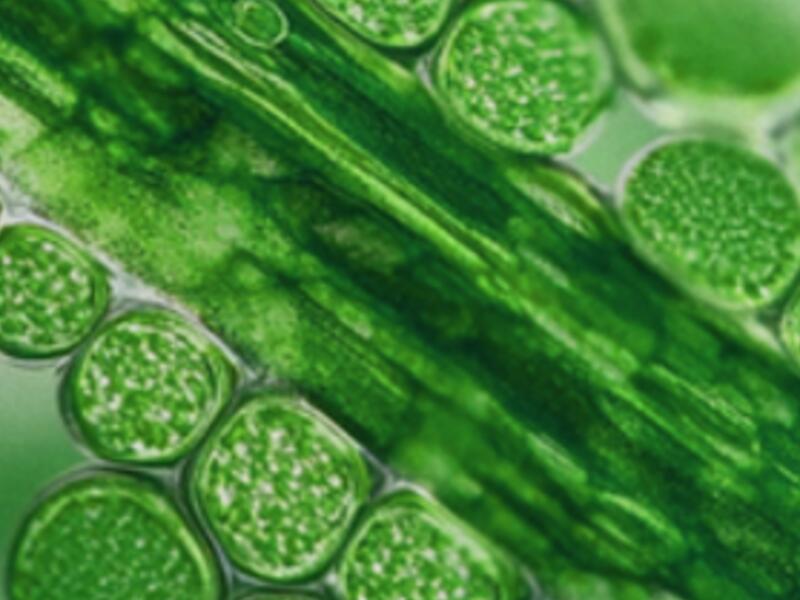 Publications sur ORCID